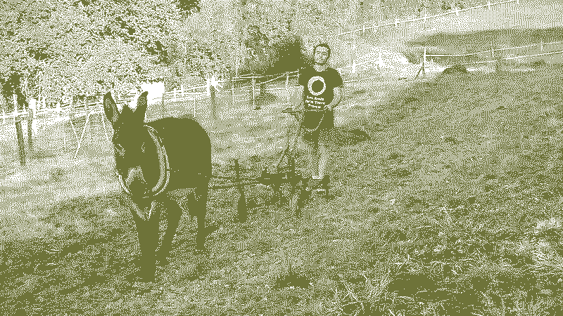 Travail de la terre une de nos ânesse