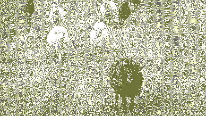 Des moutons courent vers nous